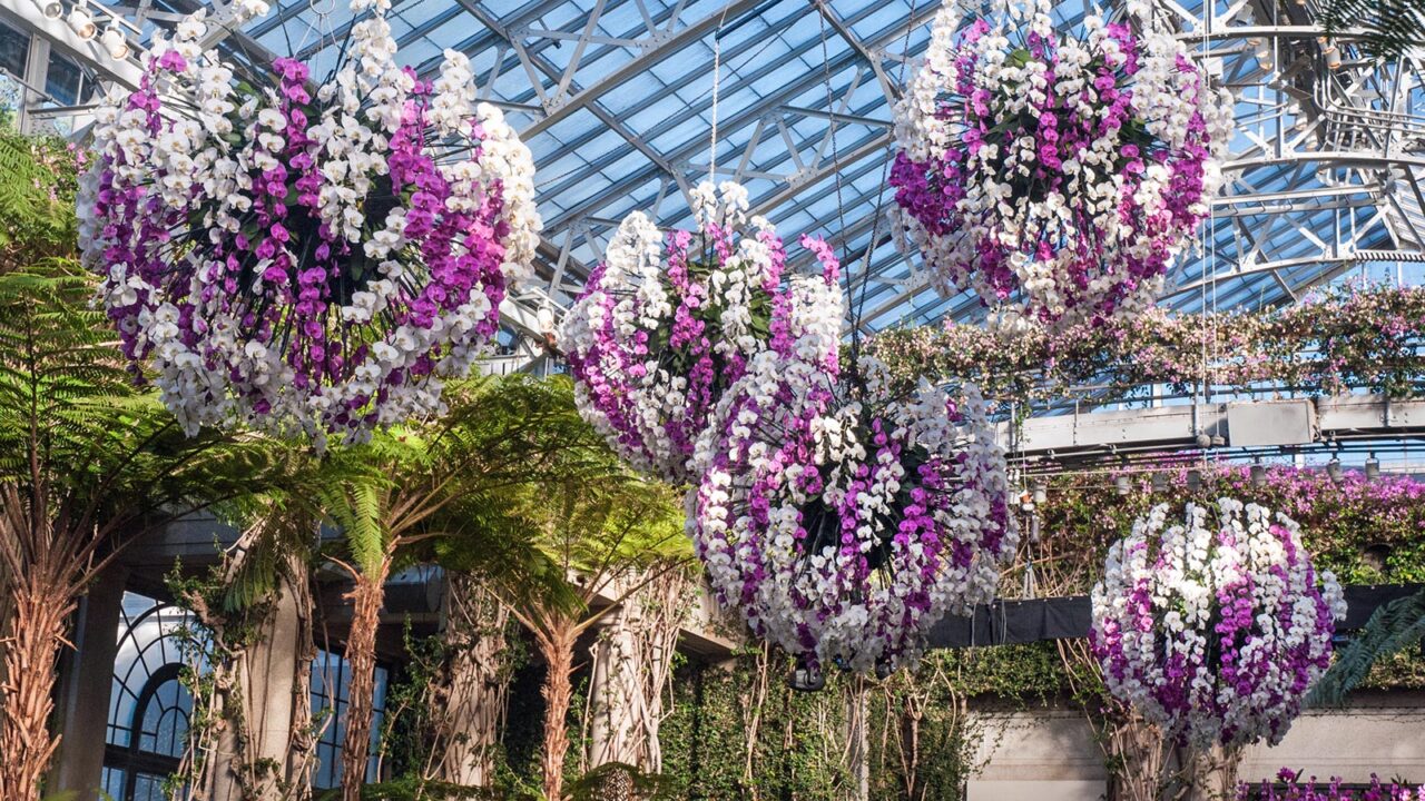 Orchid Extravaganza at Longwood Gardens